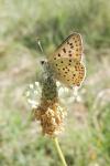 Lycaena tityrus