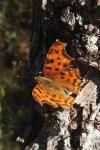 Polygonia c-album