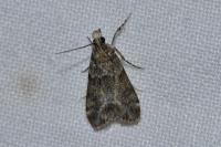 Eudonia lacustrata
