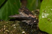 Dypterygia scabriuscula