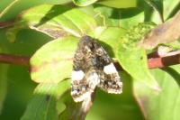 Tyta luctuosa
