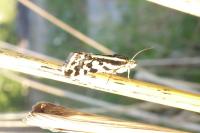 Emmelia trabealis