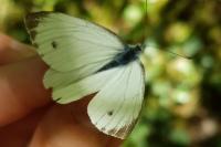 Pieris napi