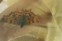 Polygonia c-album