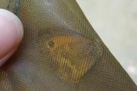 Pyronia tithonus