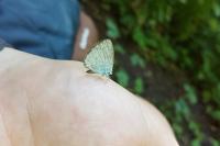 Celastrina argiolus