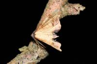Plagodis dolabraria