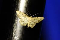 Idaea moniliata