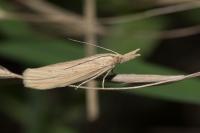 Ematheudes punctella