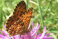 Boloria selene