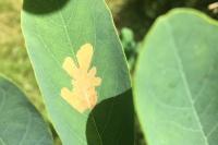 Parectopa robiniella