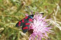 Zygaena filipendulae