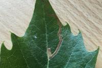 Acalyptris platani