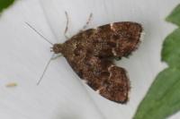 Anthophila fabriciana