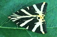 Euplagia quadripunctaria