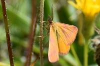 Lythria purpuraria