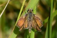 Thymelicus sylvestris