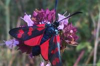 Zygaena filipendulae