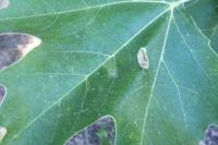 Phyllonorycter platani