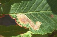 Cameraria ohridella