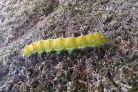 Saturnia pyri