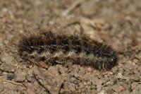 Spiris striata