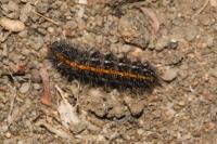 Spiris striata