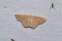 Cyclophora ruficiliaria