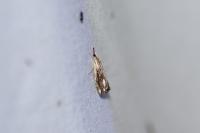 Catoptria verellus