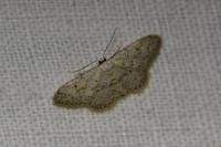 Idaea seriata