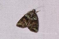 Cryphia algae