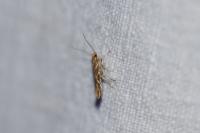 Pyroderces argyrogrammos