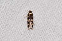 Oegoconia