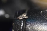 Dichomeris alacella
