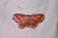 Idaea muricata