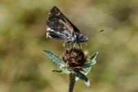 Carcharodus alceae