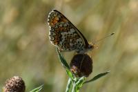 Melitaea phoebe