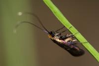 Cauchas rufimitrella
