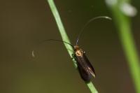 Cauchas rufimitrella