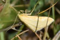 Sitochroa verticalis