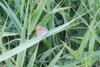 Lycaena dispar