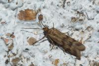 Homoeosoma sinuella
