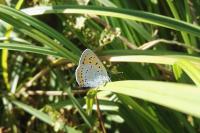 Lycaena dispar
