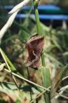 Macdunnoughia confusa