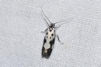Ethmia quadrillella