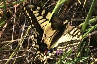 Papilio machaon