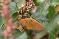 Lythria purpuraria