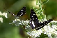 Limenitis reducta
