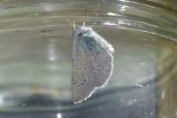 Cyaniris semiargus