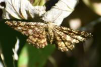 Ematurga atomaria